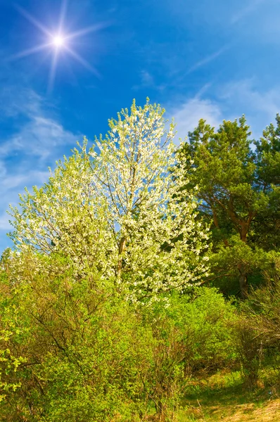 Merveilleux soleil au-dessus de la forêt printanière au printemps . — Photo