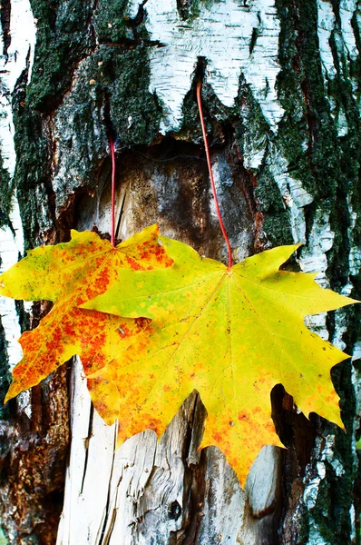 Golden-yellow maple leaves on bark of birch tree . Stock Image