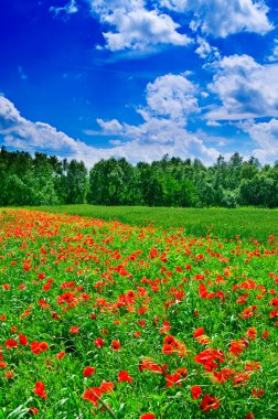 Kırmızı poppies dolu alan