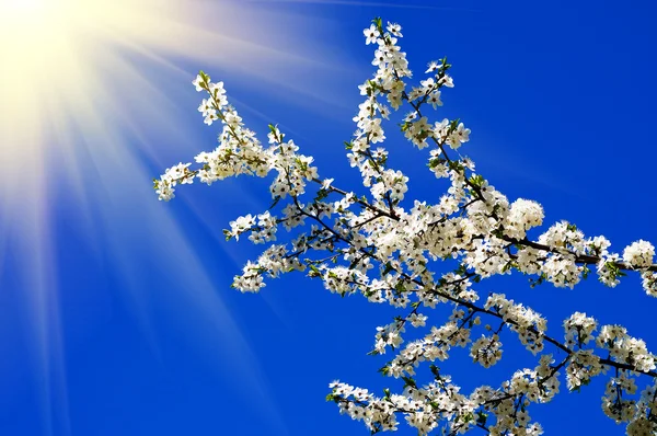 Güzel erik ağacı çiçeği ve eğlenceli güneş. — Stok fotoğraf