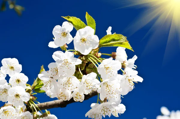 Bunte Kirschbaumblüte und lustige Sonne. — Stockfoto