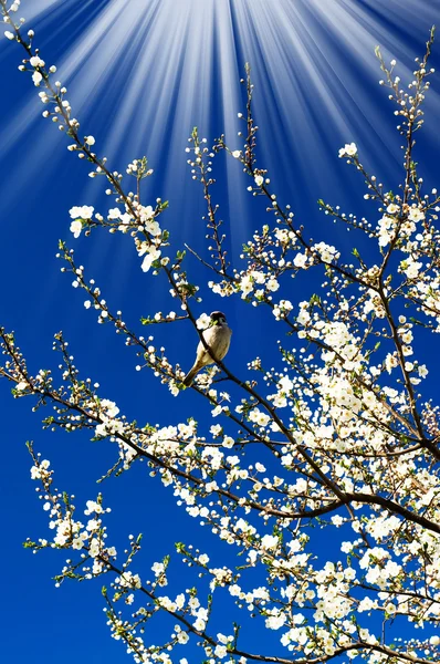 Воробей, удивительное солнце и цветущая слива к весне . — стоковое фото