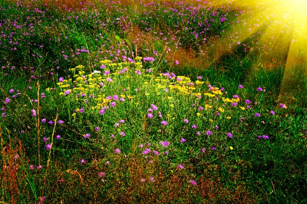 여름 잔디밭 위에서 일몰. — 스톡 사진