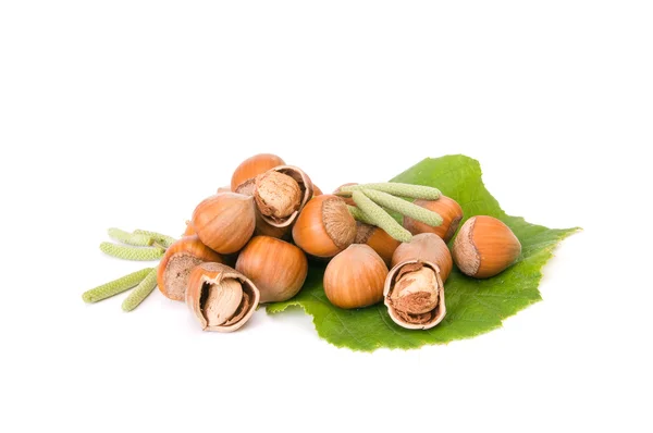 Wonderful view of hazelnuts with buds. — Stock Photo, Image