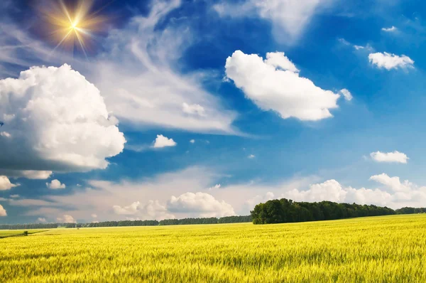 Yeşil buğday ve güzel mavi gökyüzü. — Stok fotoğraf