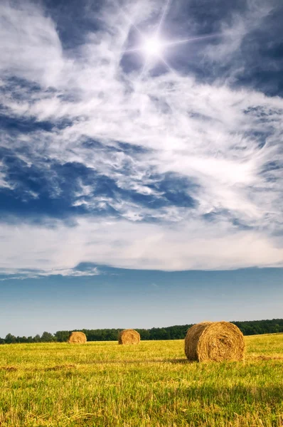 Field with bales against tender sun in the blue sky. — Stock Photo, Image