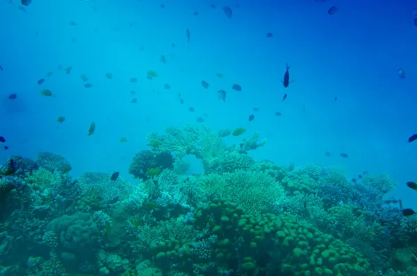 Víz alatti táj, a Vörös-tenger. — Stock Fotó