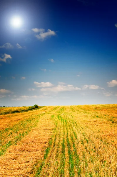 Mown field of wheat and amazing blue sky with white clouds. — Stock Photo, Image