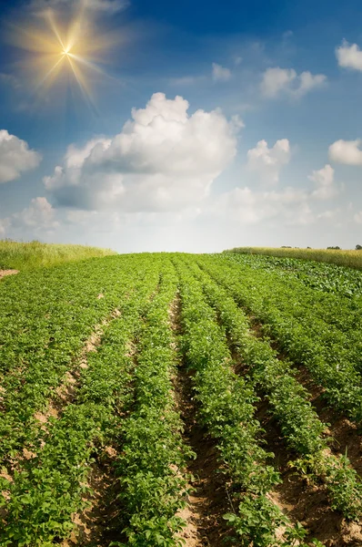 Ландшафт плантації картоплі . — стокове фото