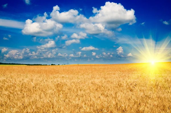 小麦の驚くべき黄色のフィールド. — ストック写真