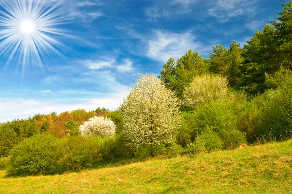Vackra solen ovanför våren skog av våren. — Stockfoto
