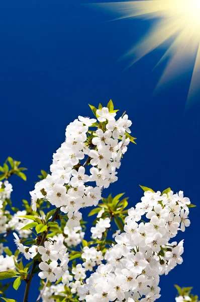 Fantastiska bjälkar ovanför bilden av blommande cherry. — Stockfoto