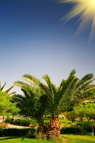 Веселое солнце и большая зеленая пальма . — стоковое фото