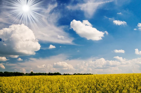 Golden rapeseed field and white clouds. — Stock Photo, Image