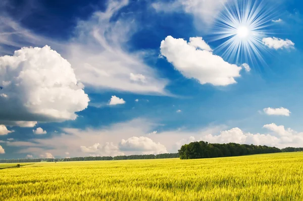 Green wheat and beautiful blue sky. — Stock Photo, Image