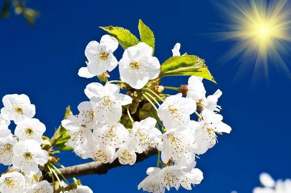 Kleurrijke kersenboom bloesem en pret zon. — Stockfoto