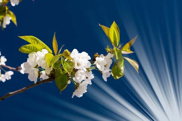 Blooming cherry branch by springtime. — Stock Photo, Image