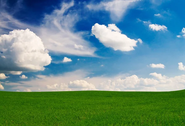 Wonderful field of wheats and sky by spring. — Stock Photo, Image