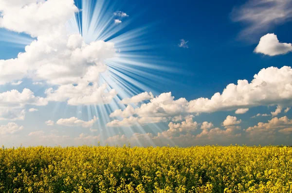 Serenity field of rapeseed and sun early morning . — Stock Photo, Image