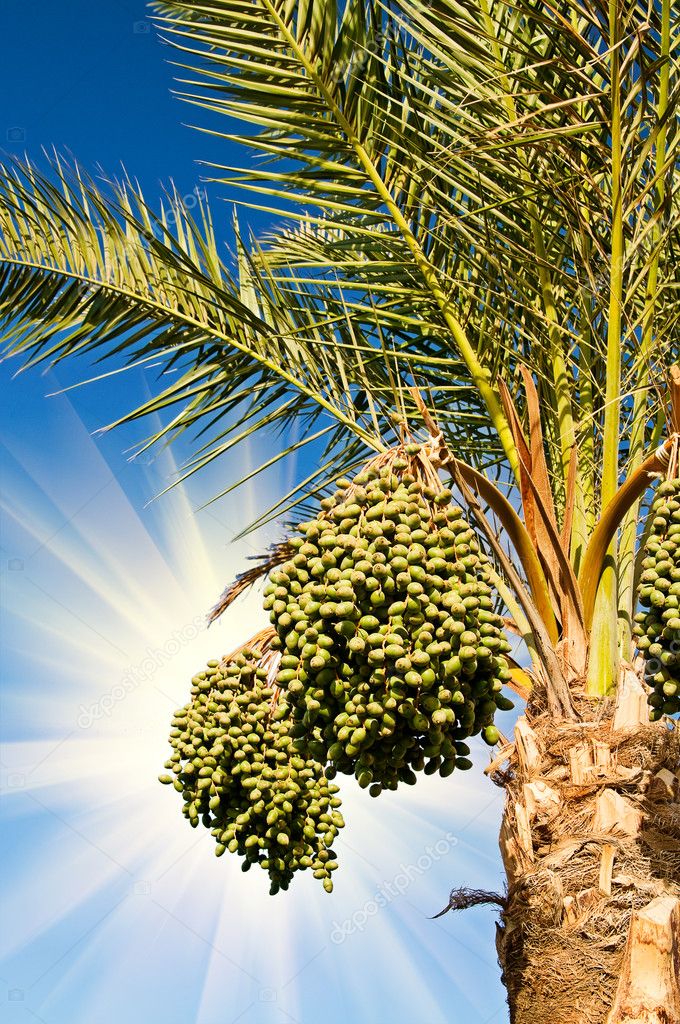 depositphotos_6454408-stock-photo-date-palm-with-bunches-of.jpg