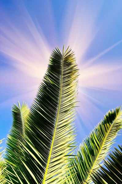 Soleil amusant et feuilles vertes de palmier . — Photo