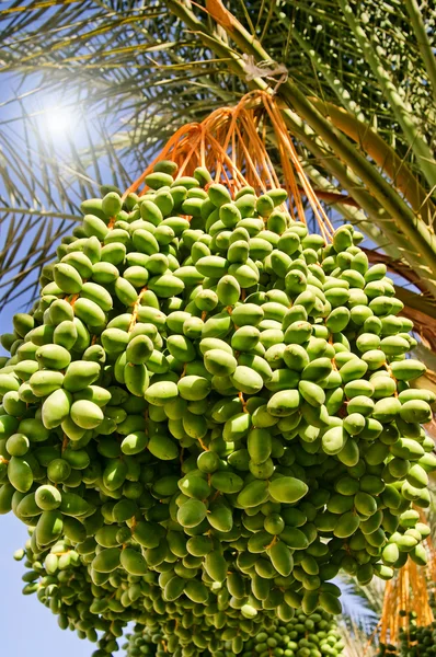 椰枣和未成熟的绿色椰枣约会. — 图库照片