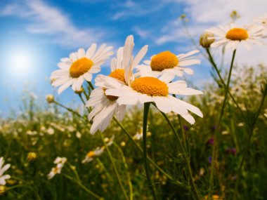 Wonderful daisies against blue sky background. clipart