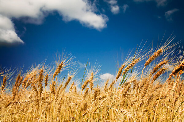 Summer view of ripe wheat.