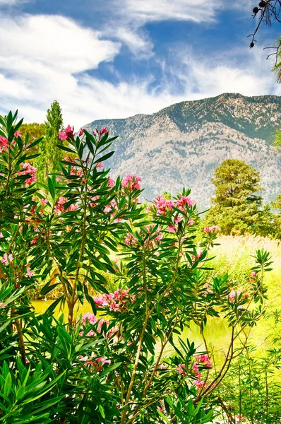 Maravilhosa paisagem de montanhas e flores por verão . — Fotografia de Stock