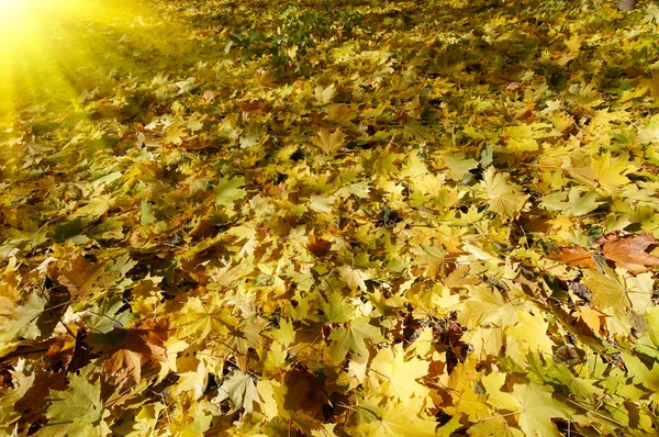 Wspaniały dywan liści jesienią. — Zdjęcie stockowe