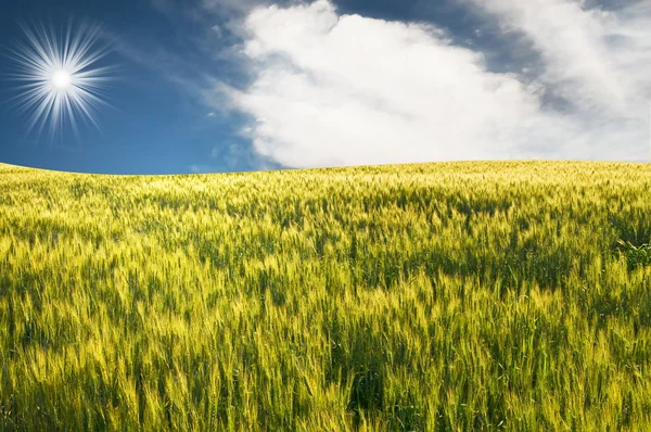 夏の緑の小麦. — ストック写真