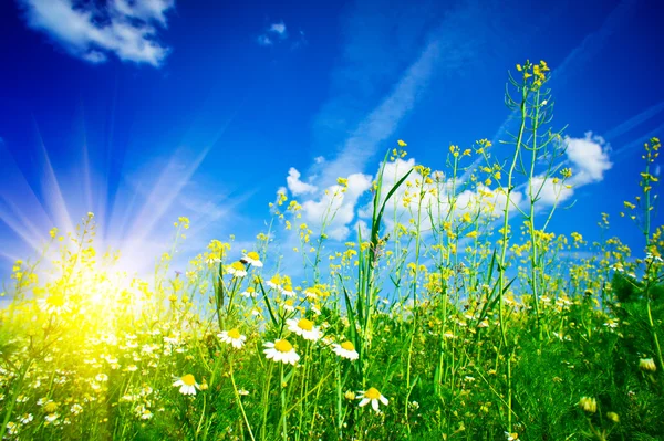 Tystnad camomiles, sol och blå himmel. — Stockfoto