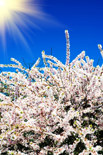 Beautiful,colorful bush blossom. — Stock Photo, Image