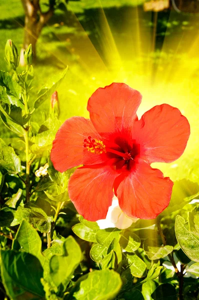 Hibiscus harika çiçek. — Stok fotoğraf