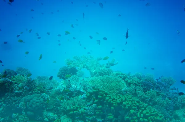 Asombroso mundo submarino del Mar Rojo . — Foto de Stock