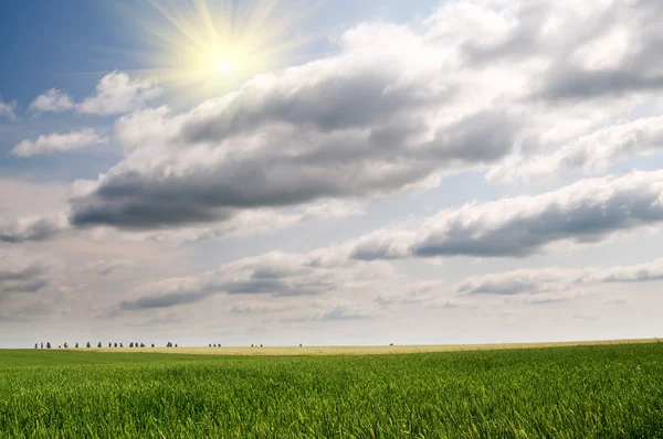 Zelená pšenice a krásná modrá obloha. — Stock fotografie