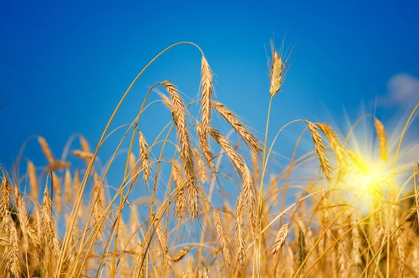 Удивительная спелая пшеница . — стоковое фото