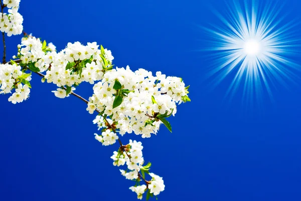 Blossoming plum branch and fun sun. — Stock Photo, Image