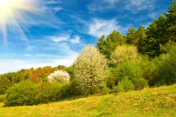 Schöne Sonne über dem Frühlingswald im Frühling. — Stockfoto