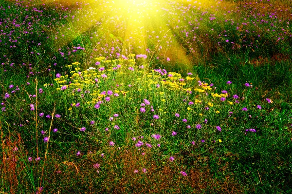 Maravilhoso pôr do sol acima do gramado de verão . — Fotografia de Stock
