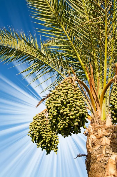 Date palm with green unripe dates. — Stock Photo, Image