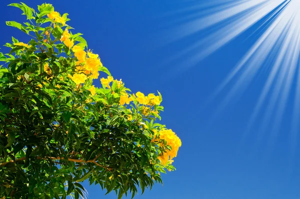 Бугенвиллия куст цветет и солнце на фоне неба . — стоковое фото