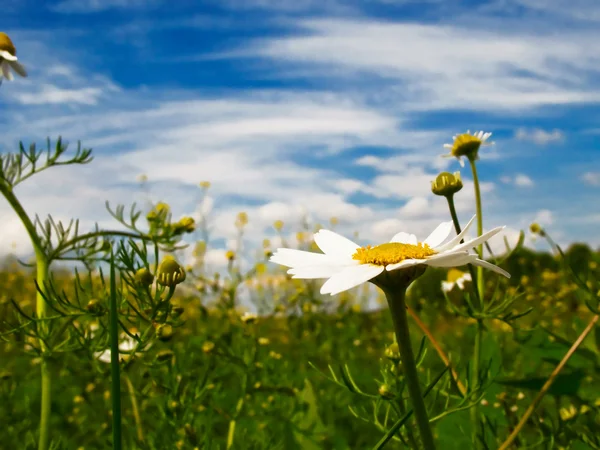 Silence, camomiles and blue sky by spring. — Stock Photo, Image