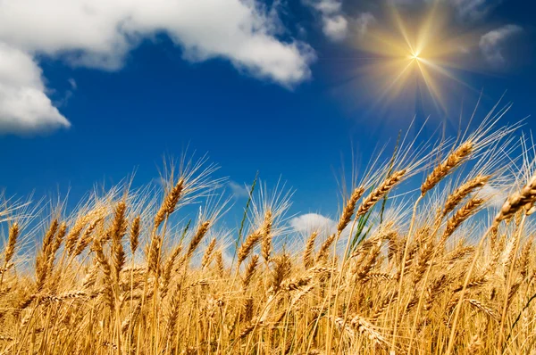Vue d'été du blé mûr . — Photo