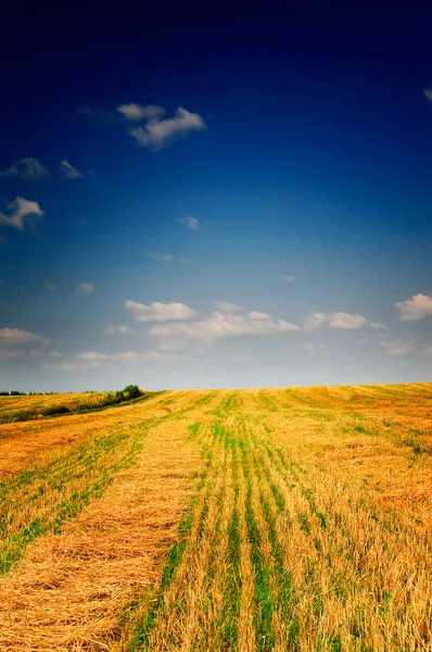 Кошенное поле пшеницы и удивительное голубое небо с белыми облаками . — стоковое фото