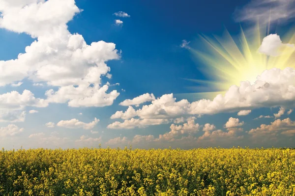 黄金の菜種のフィールドと白い雲. — ストック写真