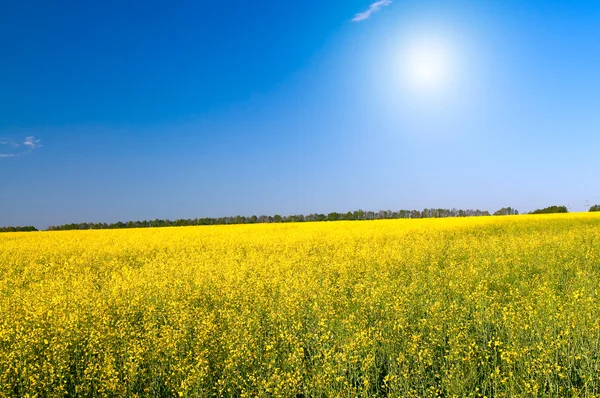 Meraviglioso campo di colza dorato e sole divertente . — Foto Stock