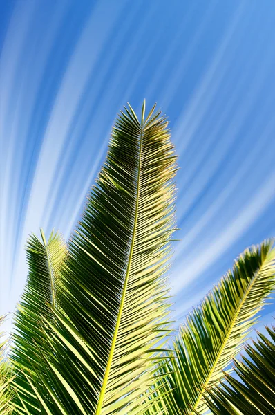 蓝蓝的天空对棕榈精彩绿色分支. — 图库照片