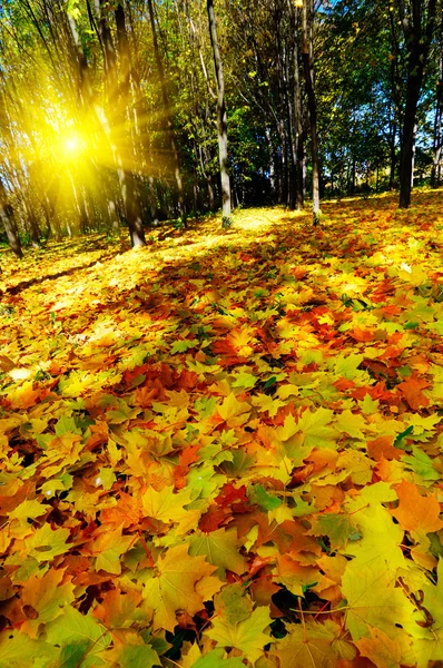 在森林里美丽的金色秋天. — 图库照片