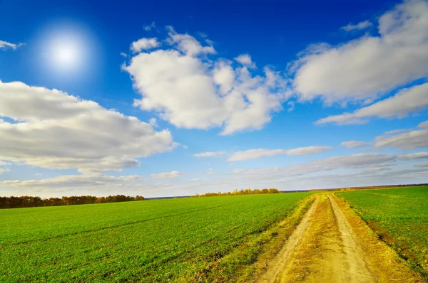 Cesta protíná podzimní pole s zelená pšenice. — Stock fotografie